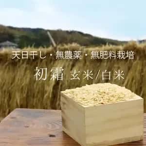 令和7年度産＜初霜＞白米/玄米【無農薬・無肥料・天日干し】