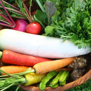 【無農薬・無肥料】生命力あふれる旬野菜セット