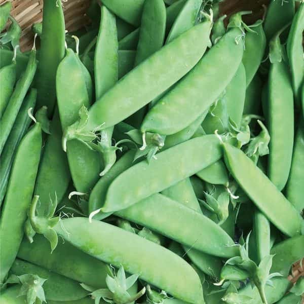 【４〜５月限定！旬の味】絹さや