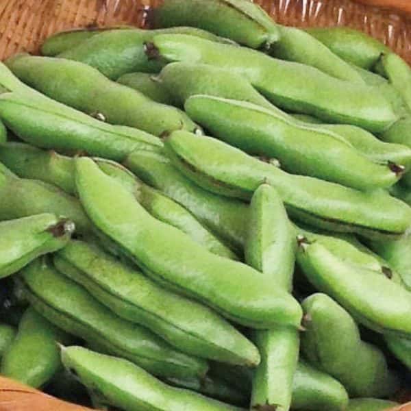 【5月限定！旬の味！無農薬・無肥料】そら豆