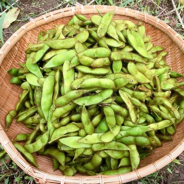 黒豆の枝豆【無農薬・無肥料】