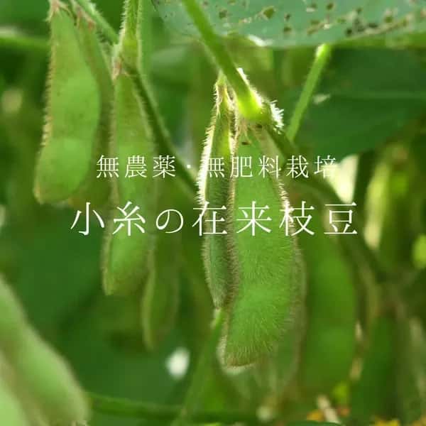 小糸の在来枝豆【無農薬・無肥料】
