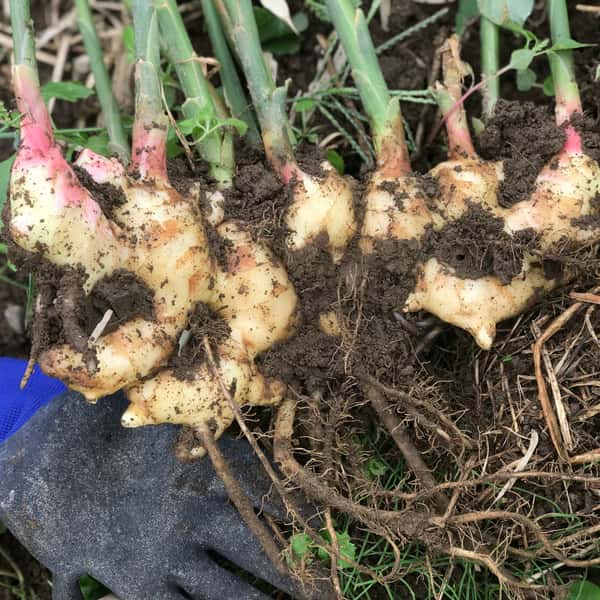 新生姜【無農薬・無肥料】