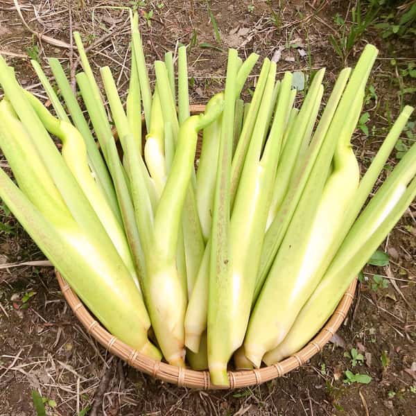 《出荷未確定》ほのかな甘み、マコモダケ【無農薬・無肥料】（マコモタケ、真菰筍）