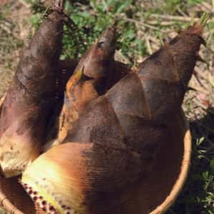 【４月限定！採りたてをお届け】孟宗竹たけのこ