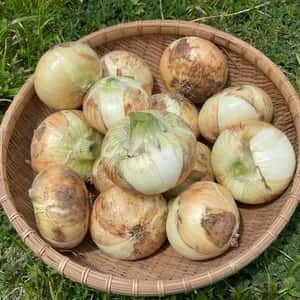 春限定！みずみずしい新玉ねぎ【無農薬・無肥料】