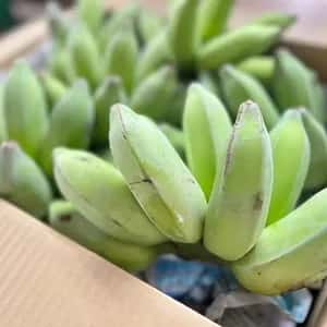 【無農薬】２０２６☆沖縄県産 自然栽培アップルバナナ