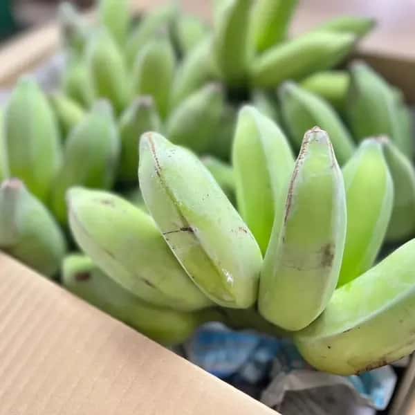 【無農薬】２０２６☆沖縄県産 自然栽培アップルバナナ