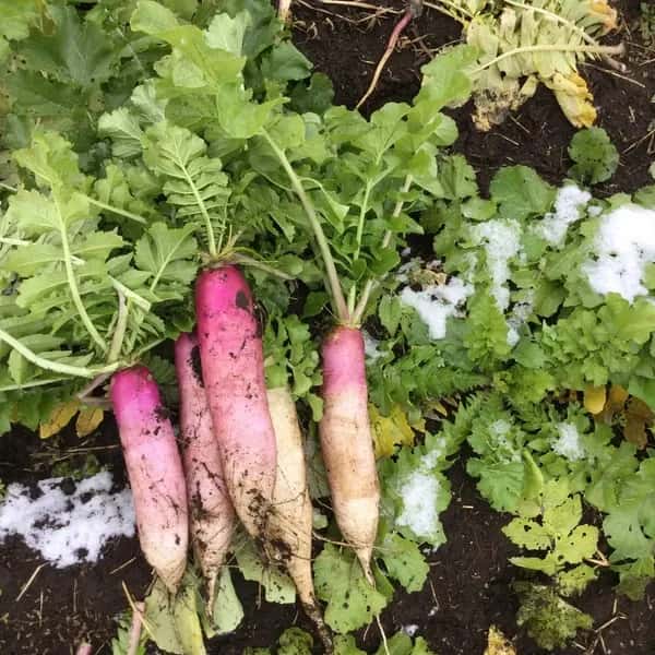 冬季限定、自然農法・自然栽培、お野菜セット。鹿児島県湧水町産