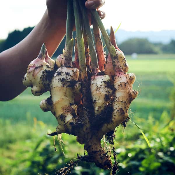 自然農法　不耕起栽培10年以上　新生姜　鹿児島県産