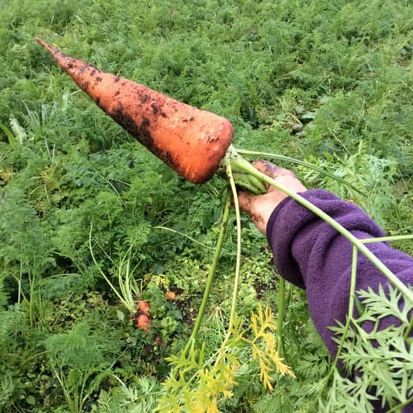 無肥料無農薬の自然栽培 ◎黒田五寸人参 ◎鹿児島県 湧水町産 