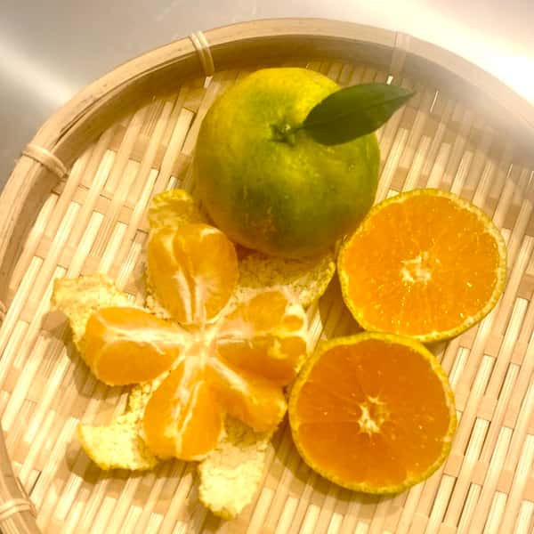 小さな早生みかん