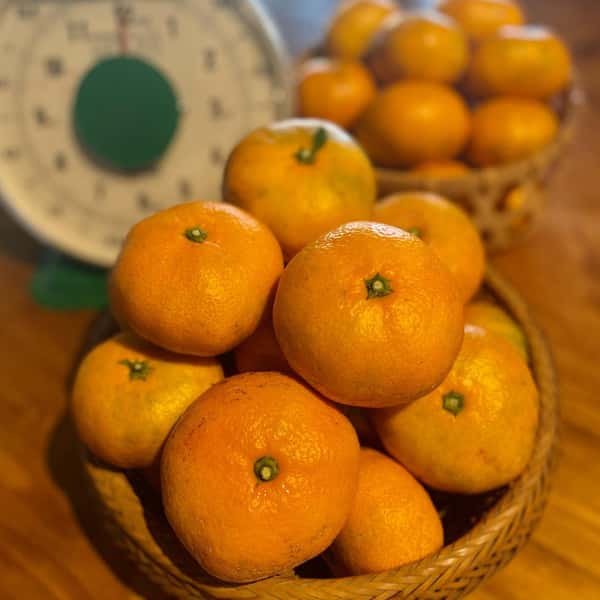 農薬不使用！青島みかん