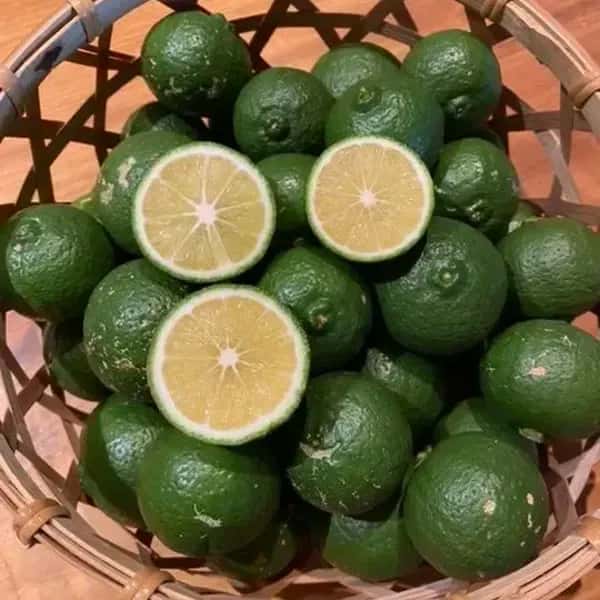 農薬・肥料不使用「青切りかぼす」