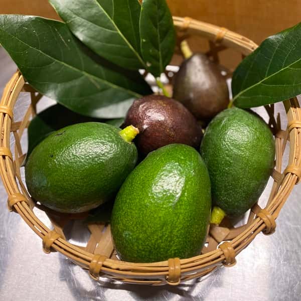 国産 アボカド・ベーコン