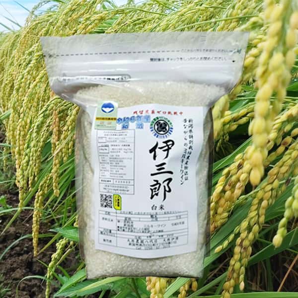 【新米】令和7年度産＜新潟産ミルキークイン＞真空パック（選択精米　玄米/白米）残留農薬検出ゼロ継続中