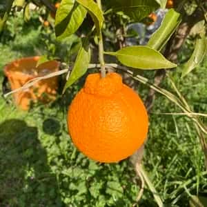  農薬・化学肥料不使用＜愛媛県産有機JAS認証の不知火＞ 手作り有機肥料で育てた甘酸バランスの良い柑橘