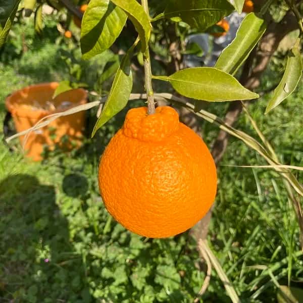  農薬・化学肥料不使用＜愛媛県産有機JAS認証の不知火＞ 手作り有機肥料で育てた甘酸バランスの良い柑橘