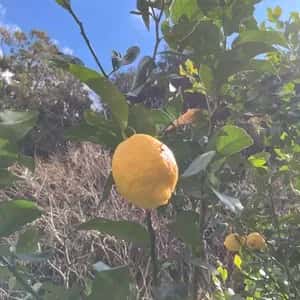 農薬・化学肥料不使用の愛媛県産レモン＜有機JAS認証＞ フレッシュな酸味と香り