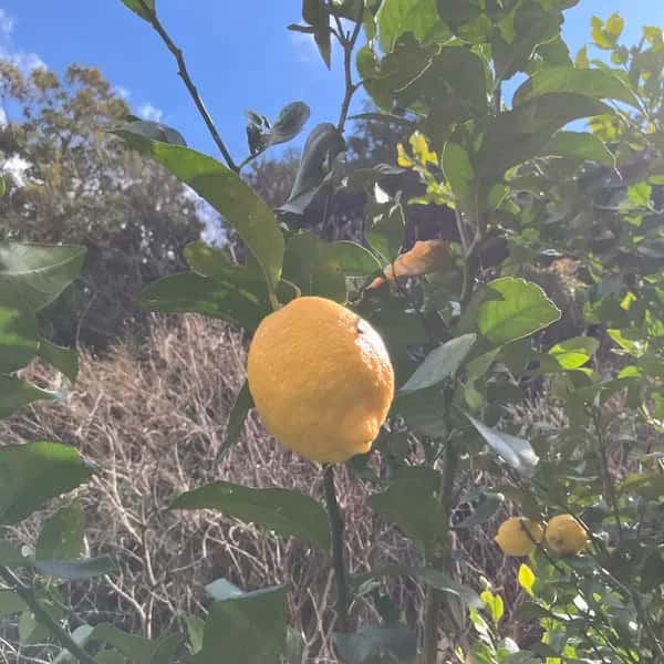 農薬・化学肥料不使用の愛媛県産レモン＜有機JAS認証＞ フレッシュな酸味と香り