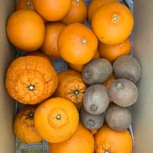 有機栽培の季節の果物詰め合わせ<農薬・化学肥料不使用/有機JAS認証＞