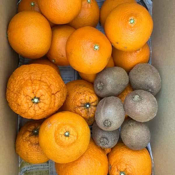 有機栽培の季節の果物詰め合わせ<農薬・化学肥料不使用/有機JAS認証＞