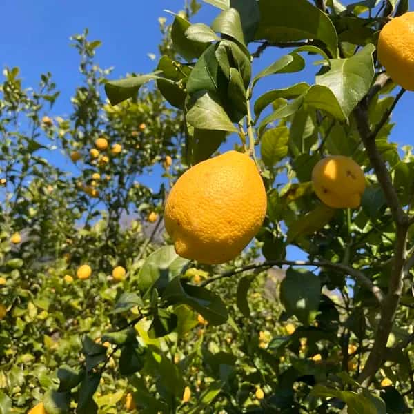 農薬・化学肥料不使用の愛媛県産レモン＜有機JAS認証＞ フレッシュな酸味と香り