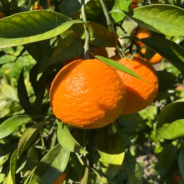 愛媛県産 南津海(なつみ)＜農薬・化学肥料不使用/有機JAS認証＞甘味も酸味も濃い柑橘