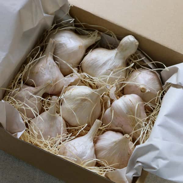 与論のミネラルたっぷり！有機星砂にんにく家庭用