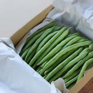 与論のミネラルたっぷり！有機いんげん家庭用