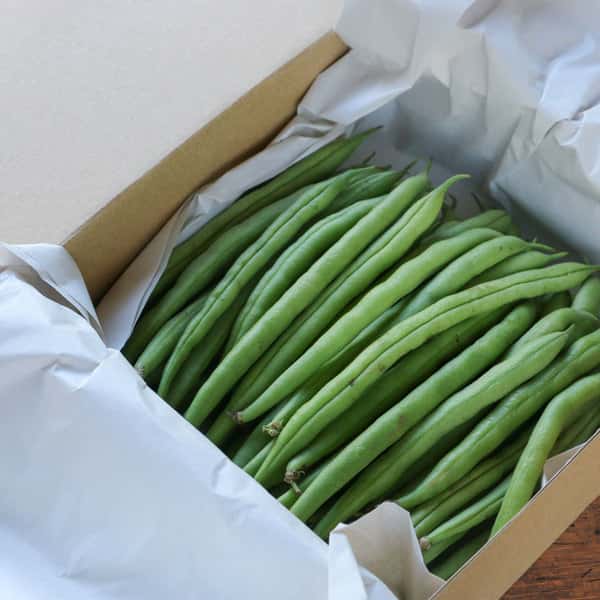 与論のミネラルたっぷり！有機いんげん家庭用