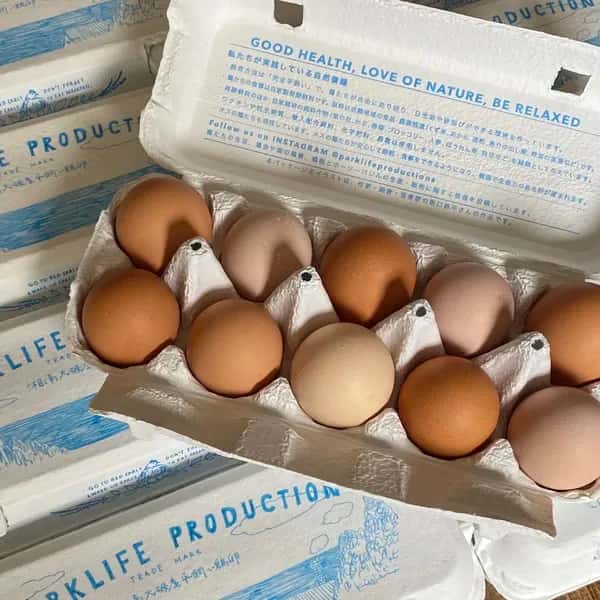 自然養鶏の放し飼い＜湘南大磯・平飼い卵＞自家製発酵飼料と天然の緑肥で飼育