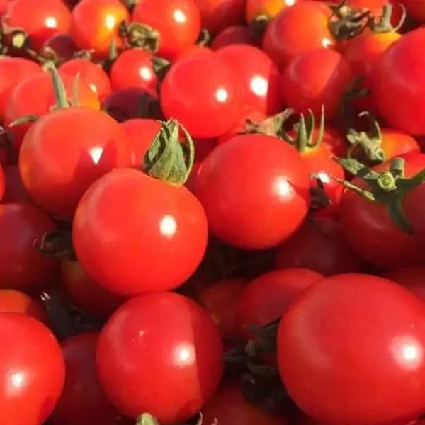 樹上完熟ミニトマト 「シュガーランプ（固定種）」 農薬・肥料不使用