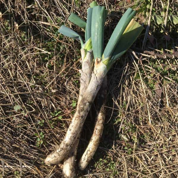 松本一本葱 肥料・農薬不使用