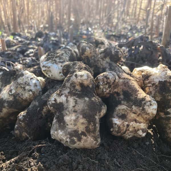 くさむらの菊芋（農薬と肥料不使用）