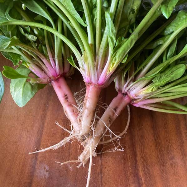 赤根ほうれん草（寒締め）農薬・肥料不使用