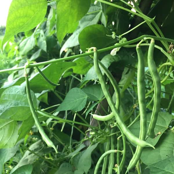いんげん豆 無農薬・無化学肥料 