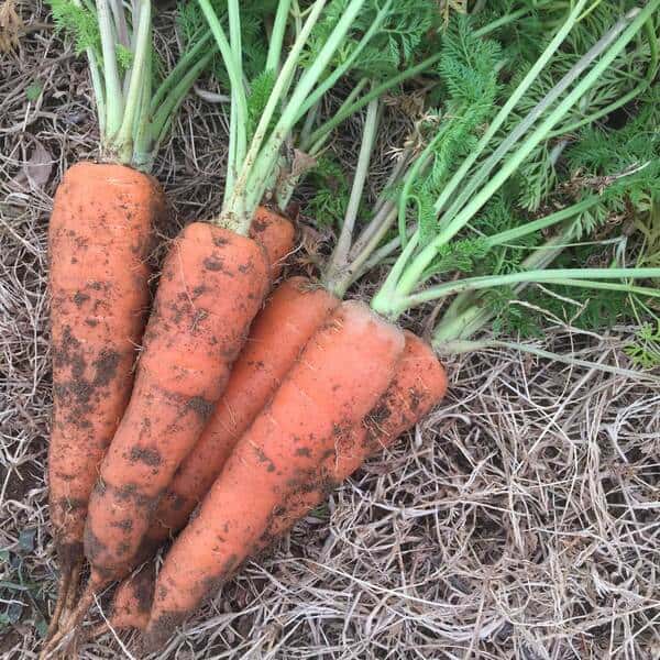 春蒔き五寸人参　肥料・農薬不使用