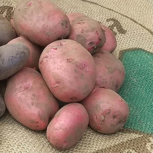 農薬不使用じゃがいも「アンデスレッド」