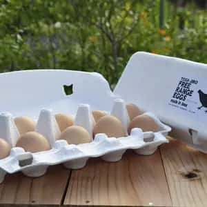 土佐ジローのたまご【放飼い有精卵】