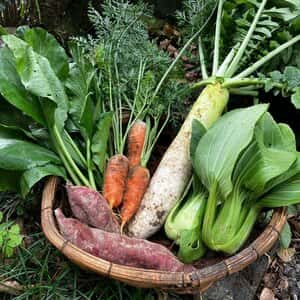 無農薬・無肥料　自然栽培の野菜セット（京都）