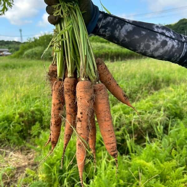 自然の甘みがぎゅっと詰まった【にんじん】農薬・化学肥料・除草剤・防虫剤不使用