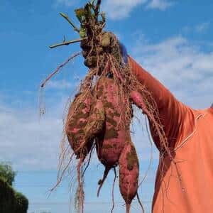 とろ甘っ！ねっとり濃密！【紅はるか】農薬・化学肥料・除草剤・防虫剤不使用