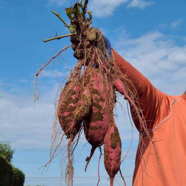とろ甘っ！ねっとり濃密！【紅はるか】農薬・化学肥料・除草剤・防虫剤不使用