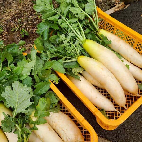 じんわ〜り染みる！冬の濃厚とろ甘大根（農薬・化学肥料・除草剤・防虫剤不使用）