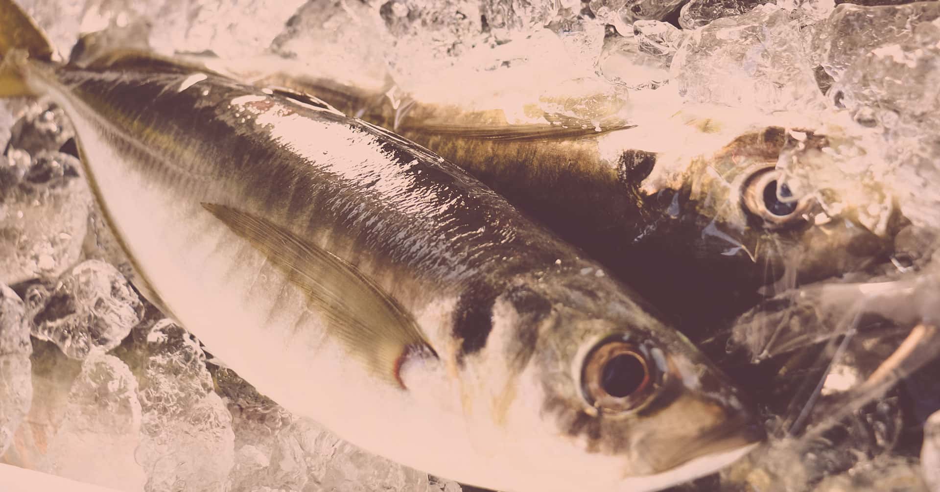 魚介類・水産加工品 背景