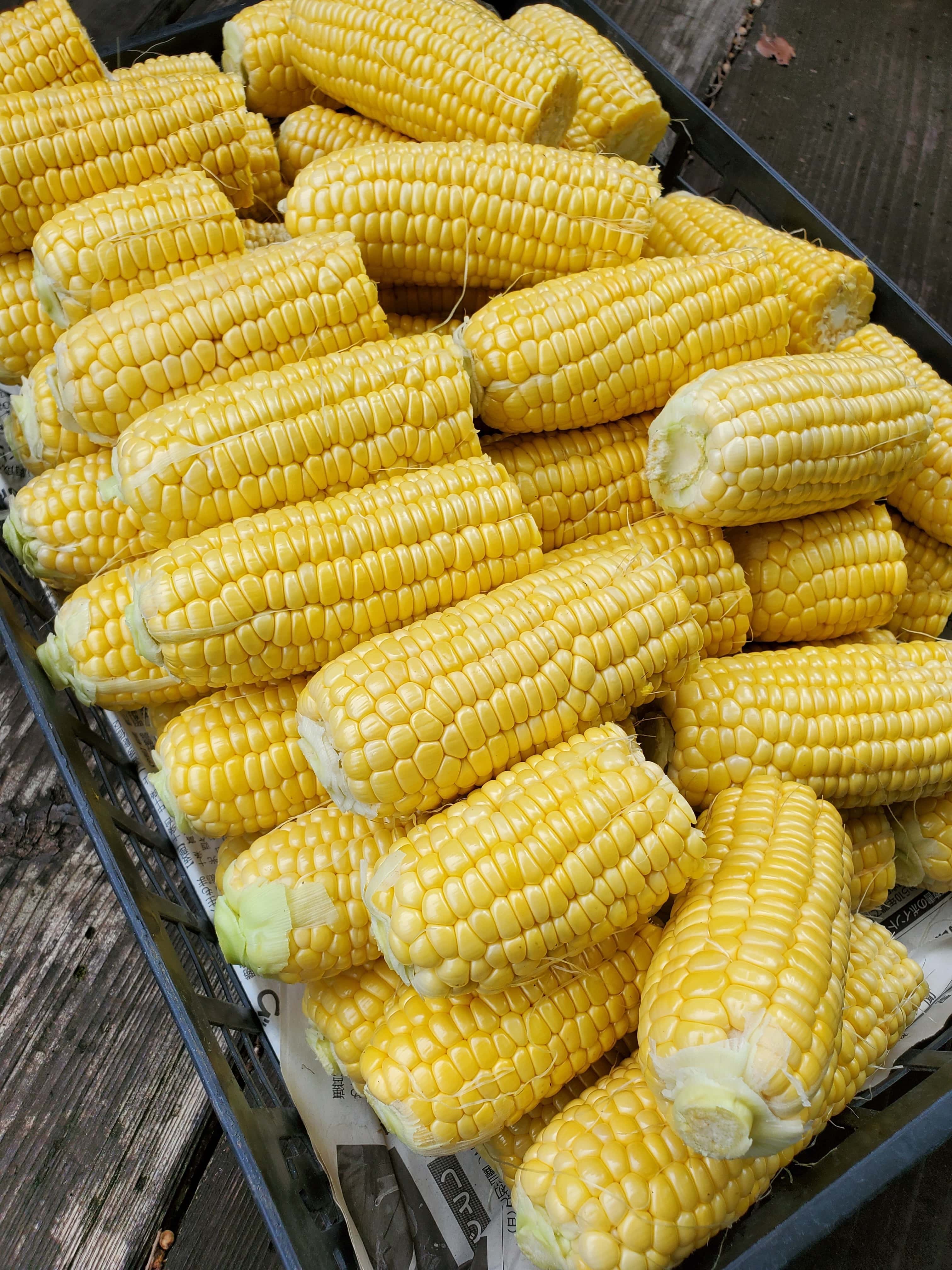 とうもろこし 背景