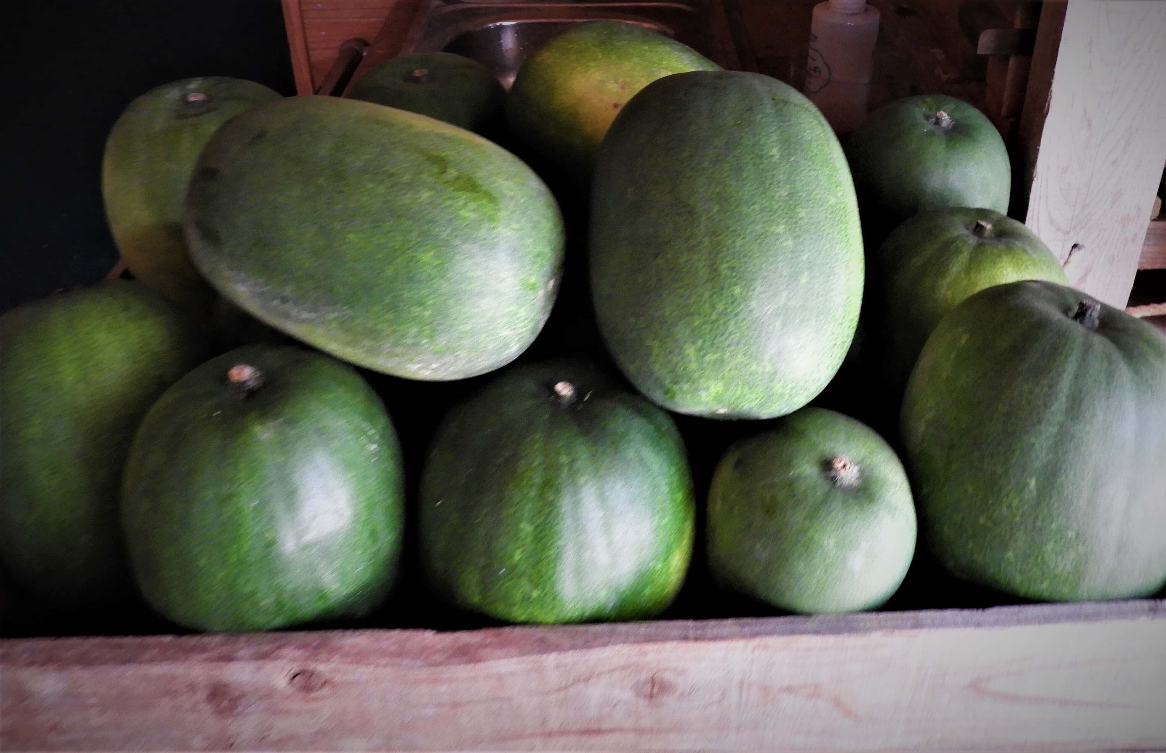 冬瓜・うり類 背景