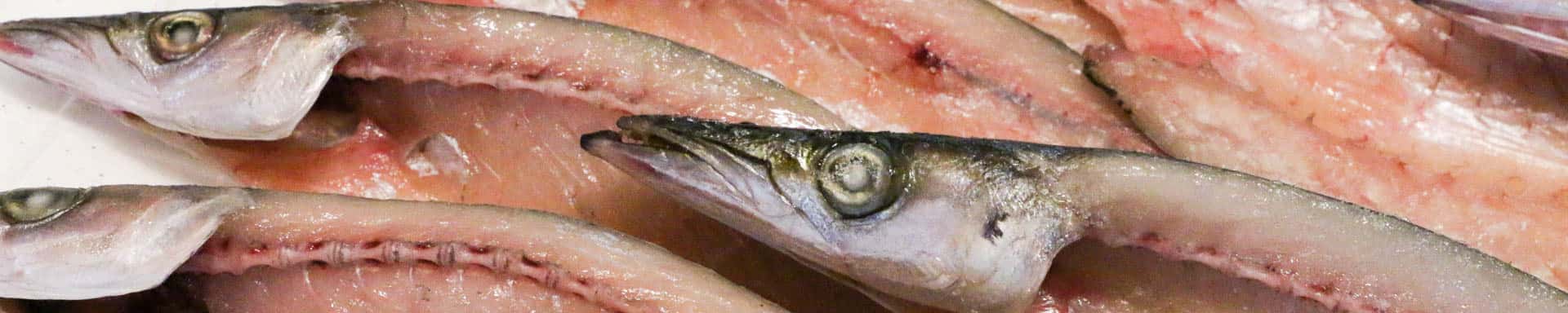 鮮魚 背景