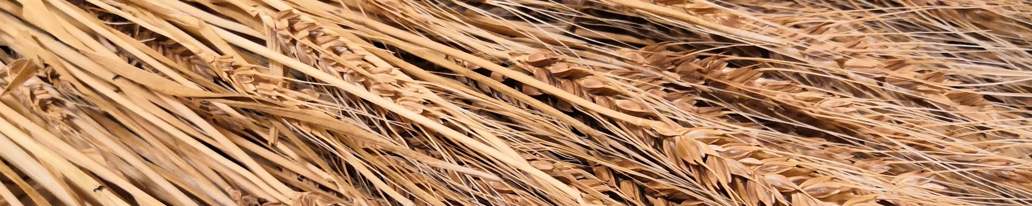 小麦胚芽・ふすま 背景